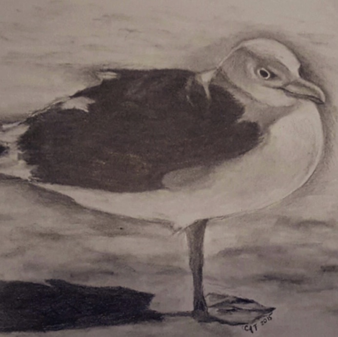 Seagull - Pencil Seagull - Pencil